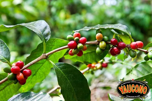 Vista 4 de Yaucono Café descafeinado instantáneo en tarro de vidrio, 3.6 onzas (paquete de 1) Smooth balanced flavor, ultra-fine grind, hand-picked beans