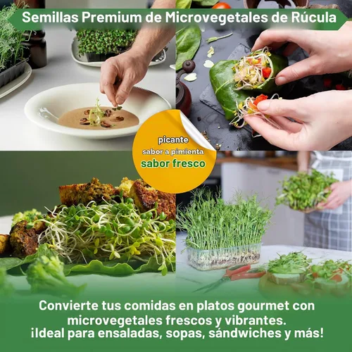 Vista 5 de Organo Republic Semillas de Rúcula para Germinación y Microgreens - Kit de Semillas de Brotes Sin OGM, Reliquia, Bolsa Resellable de 1 libra
