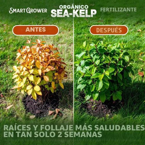 Vista 6 de Fertilizante orgánico de algas marinas para plantas, 2oz hace 50 galones