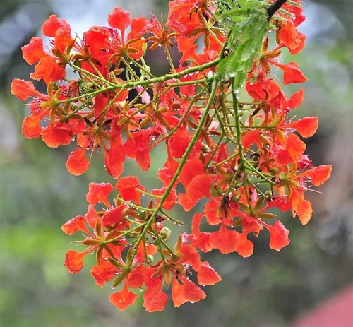 Vista 3 de Royal Poinciana Tree Delonix Regia Aka Llama Roja Extravagante Árbol Flor Jocad (10 semillas)