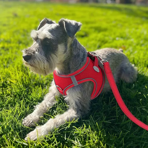 Vista 65 de Joytale Arnés para Perros Pequeños, Chaleco de Malla Transpirable Step-in, Arneses Acolchados Suaves Reflectantes para Gatos y Perros Cachorros