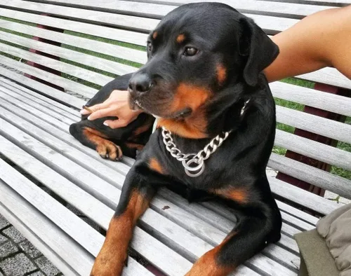Vista 4 de Silver Phantom Jewelry Collar de perro de cadena cubana resistente, 0.787 in, plata, 36 pulgadas, razas grandes