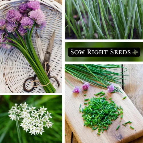 Vista 4 de Sow Right Seeds - Colección de semillas de cebollino para plantar - Variedades comunes y de ajo sin OMG - Ideal para plantar al aire libre