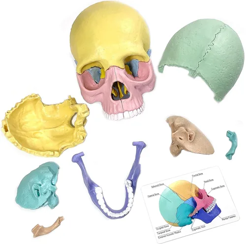 Vista 5 de Nuevo modelo de calavera de anatomía humana 2026, rompecabezas de 17 partes con 10 tarjetas flash de conocimiento, mini modelo médico desmontable