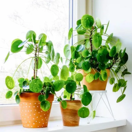 Vista 3 de 3 plantas de Árbol del Dinero vivas, Plantas vivas de Pilea Peperomioides, de 12 a 18 cm de altura, Plantas vivas de Pilea Peperomioides
