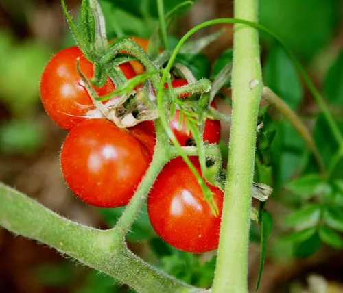 Vista 3 de 120 semillas grandes de tomate cereza roja para plantar 1/0.07 oz + de semillas cosechadas en EE. UU