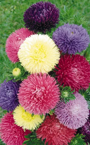 Vista 2 de Semillas Aster Peony King Size Giant