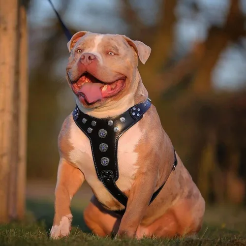 Vista 3 de Bestia Bijou - Arnés de piel auténtica para perros de razas medianas a grandes