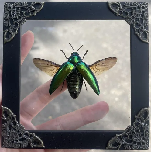 Vista 17 de 2 Real Dragonfly Specimens Shadow Box Framed Insect Display Oddities Curiosities Entomology Collection Natural History Wall Decor Gift for Nature