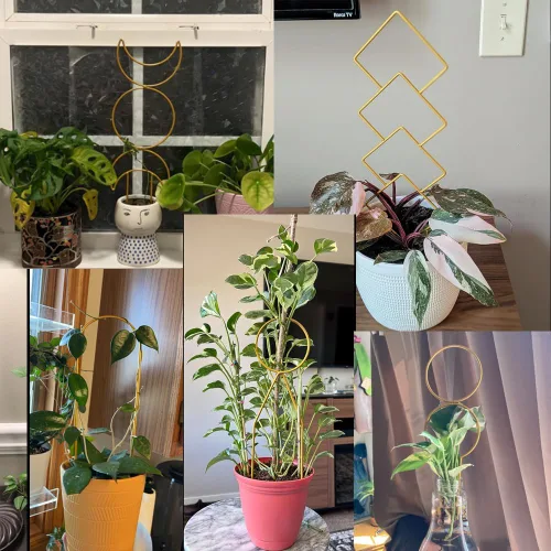 Vista 2 de 8 paquetes de enrejado de alambre de metal dorado para plantas en maceta, plantas trepadoras, amantes de las plantas de interior, Hoya, Pothos