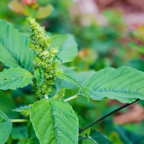 Vista 2 de 1000 semillas de amaranto verde para plantar, semillas de vegetales, fácil de plantar en el jardín