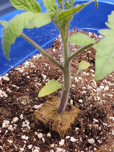 Vista 8 de Voulosimi Enmienda de suelo hortícola de perlita orgánica 5QT para plantas y crecimiento mejorado de drenaje mejorado (0.197-0.315 in), ZZ-154512156