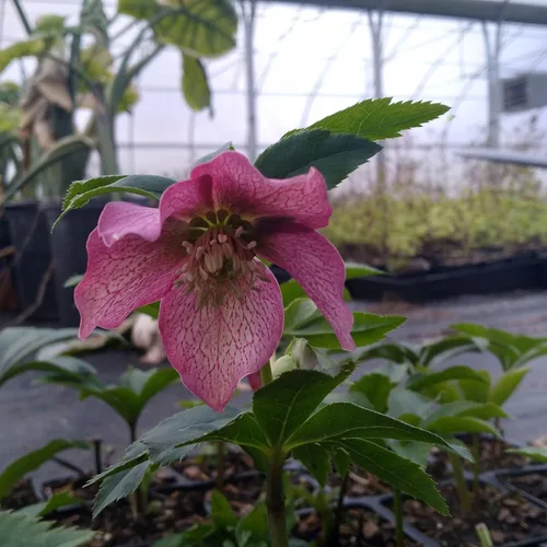 Vista 2 de 2 recipientes de rosa cuaresmal mixta en macetas de 4 pulgadas, ideal para plantar en otoño