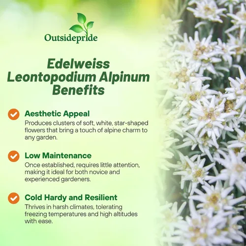 Vista 3 de Outsidepride 5000 Semillas Perenne Leontopodium Edelweiss Semilla de cobertura de suelo para plantar
