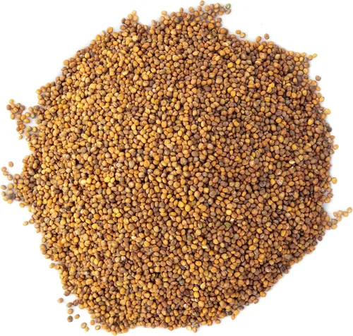 Vista 3 de Arugula Microgreen Seeds - Bolsa resellable de 1 libra a granel Verdes picantes y sabrosos Semillas tradicionales sin OMG Ensalada de cohete