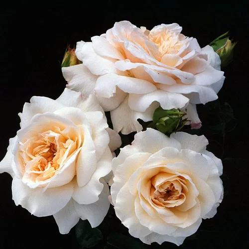 Vista 4 de Own-Root - Rosa leyenda inglesa de un galón Penny Lane™ de Heirloom Roses