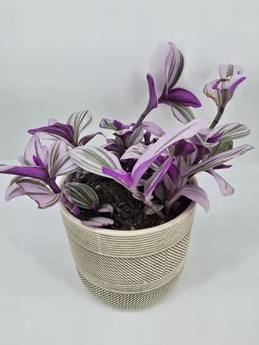 Vista 2 de Pink Wandering Jew Set of 1 Tradescantia Nanouk Live Plants Rooted in 4 inch Pot