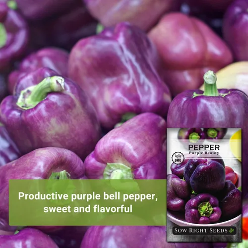 Vista 3 de Sow Right Seeds - Semillas de pimiento Purple Beauty para plantar - Paquete de reliquia sin OMG con instrucciones para plantar y cultivar un huerto