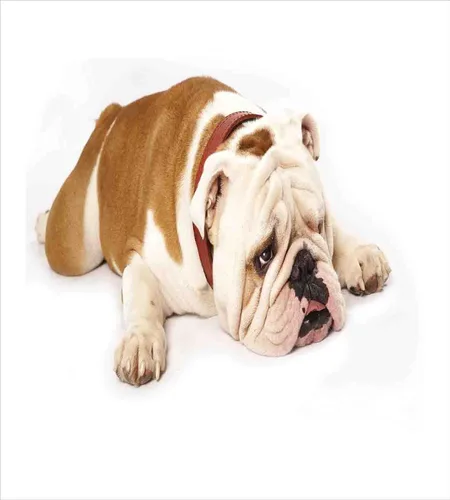 Vista 2 de Ambesonne Juego de funda de edredón de Bulldog inglés, Bulldog triste y cansado, fotografía de animales de raza pura europea, juego de cama