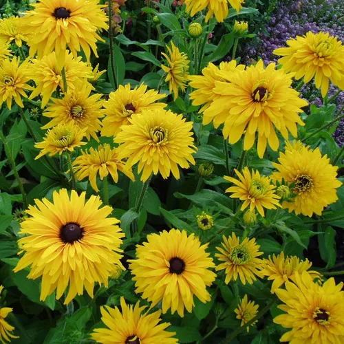 Vista 9 de Eden Brothers Black Eyed Susan Seeds - Bosque de otoño