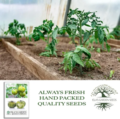 Vista 4 de Semillas de tomate Green Zebra (Solanum lycopersicum) – Más de 50 semillas tradicionales no transgénicas de Isla's Garden Seeds, tomates verdes a