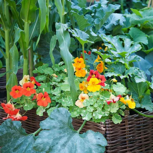 Vista 13 de Eden Brothers Semillas de Nasturtium - Semillas de Alaska Gold sin transgénicos para plantar, 1 onza Semillas de flores de bajo mantenimiento
