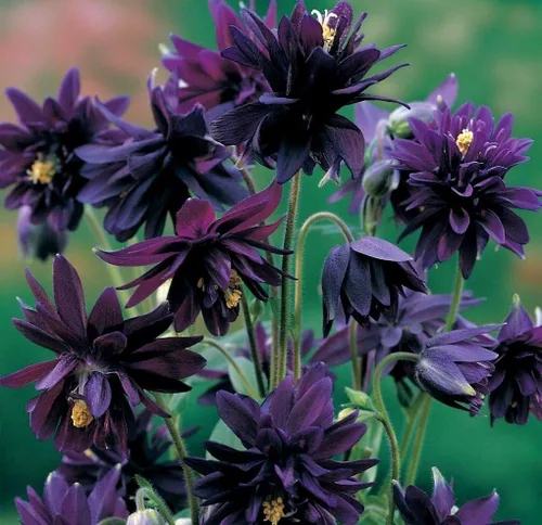 Vista 5 de Semillas Flores Doble Columbine Mix - 60 Semillas
