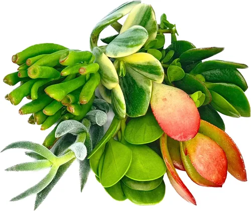 Vista 2 de Surtido de esquejes vivos de plantas de jade, 7 piezas incluidas (7 piezas variedades de jade surtidas)