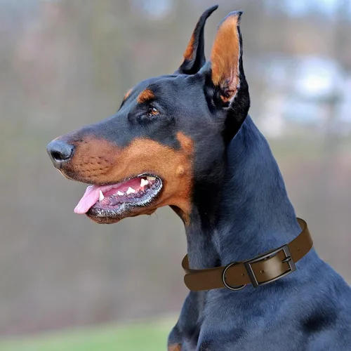 Vista 82 de Dogline Biothane - Collar impermeable para perro con hebilla de liberación rápida, resistente cincha de nailon recubierta con resistente y a prueba
