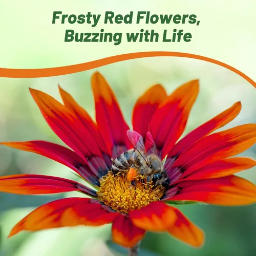 Vista 5 de Outsidepride Gazania Kiss - Plantas de jardín tolerantes al calor y a la sequía, color rojo escarchado, 25 semillas