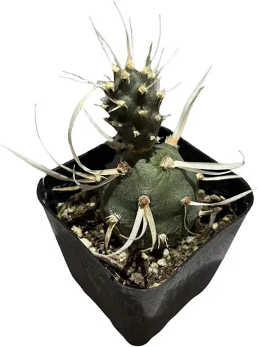 Vista 4 de Plantas de cactus vivos para decoración del hogar (cactus de maní Echinopsis de 2 pulgadas)