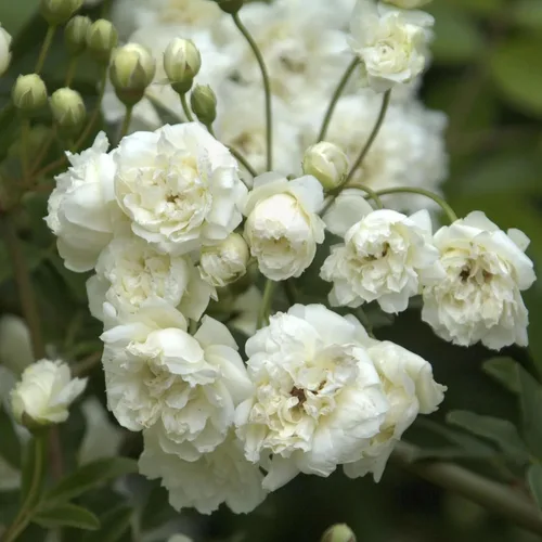 Vista 3 de White Lady Banks Rose - Planta de rosas trepadoras vivas, flores blancas sin espinas, vid perenne resistente para vallas, cenadores y enrejados