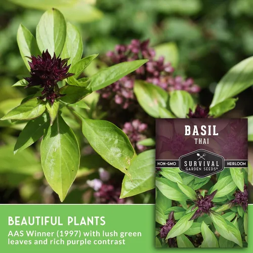 Vista 3 de Semillas de albahaca tailandesa para plantar – Albahaca dulce tailandesa con sabor a anís para cocina asiática – Semillas de hierbas tradicionales