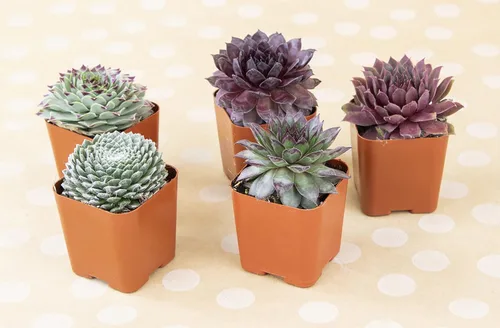Vista 10 de Plantas suculentas 20 suculentas Sempervivum Enraizadas en macetas con tierra Plantas de interior reales Regalos o decoración de habitación