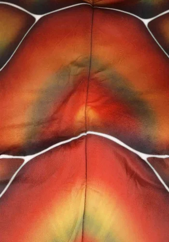 Vista 7 de Disfraz de Tortuga Marina Talla Plus para Adultos Multicolor