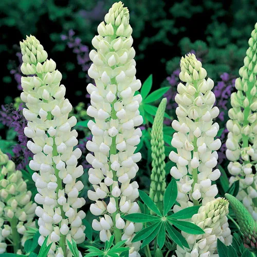 Vista 7 de Semillas Lupin Blanco (científicamente conocido: Lupinus Albus) Flores gigantes perennes para plantar