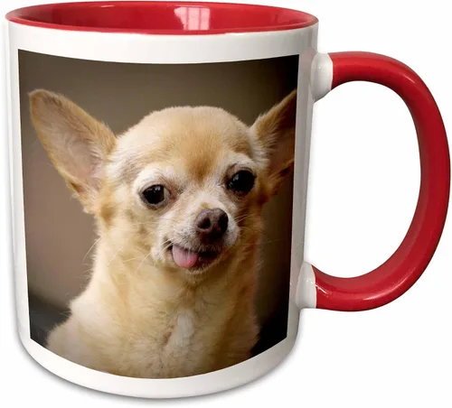 Vista 9 de 3dRose Taza de café, tamaño – 15 oz – Perro Chihuahua sin dientes, Santa Fe, Nuevo México – US32 JMR0502 – Julien McRoberts Dogs – divertido regalo