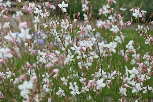Vista 9 de 100 semillas de flores blancas GAURA Gaura Lindheimeri