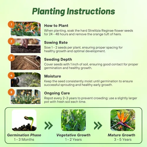 Vista 5 de Outsidepride Bird of Paradise Seeds - 15 unidades Perenne, versátil y de crecimiento lento, semillas de flores para plantar flores exóticas