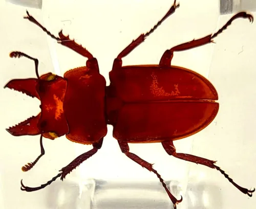 Vista 44 de 44mm Hormiga gigante tropical real en resina de lucita transparente cristalina, espécimen preservado Pseudoneoponera Rufipes, taxidermia
