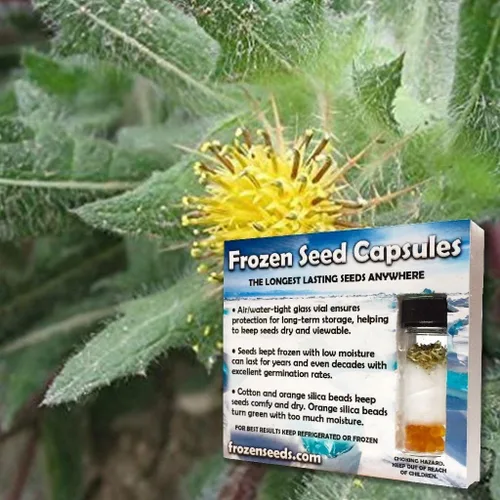 Vista 4 de Blessed Holy Thistle Seeds (Cnicus benedictus) Más de 10 semillas de hierbas medicinales raras en cápsulas de semillas congeladas para el jardinero
