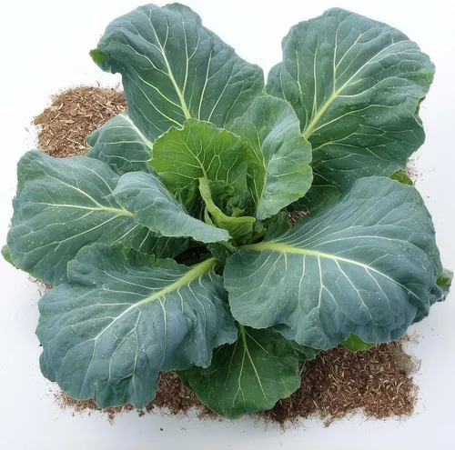 Vista 33 de 50 Hale's Best Cantaloupe Seeds for Planting - Sweet Aromatic Heirloom, Non-GMO, USA Grown by RDR Seeds