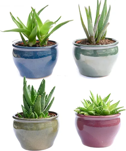 Vista 3 de Suculentas vivas en macetas - Plantas suculentas vivas en macetas (colección Echeveria)