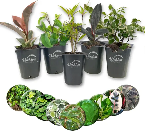 Vista 12 de Ficus Tree - Paquete de 3 plantas de inicio en macetas de 2 pulgadas, variedad de variedades, impresionante planta interior de fácil cuidado