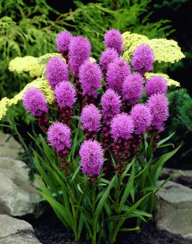 Vista 3 de Semillas Pink Blazing Star/Liatris/Flores perennes