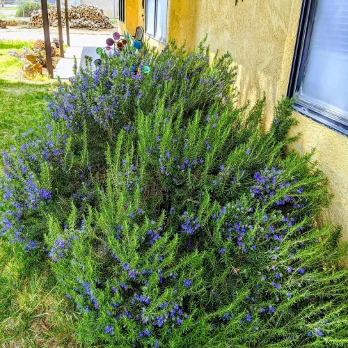 Vista 5 de Juego de 3 plantas de romero azul vivas, planta viva de romero, hierbas comestibles y fragantes, plántulas de romero para plantar en interiores