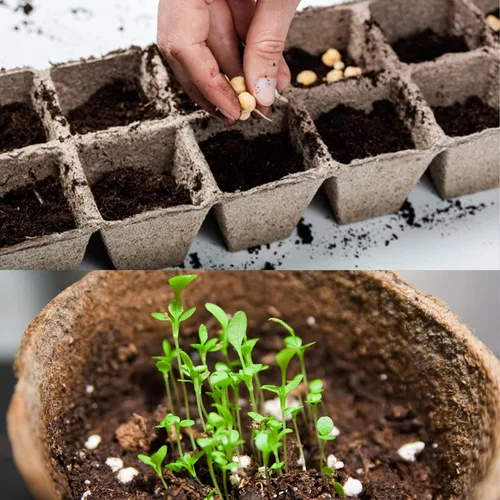 Vista 5 de Doter Musgo de Turba Sphagnum Orgánico, Añadido al Suelo y Enriquece las Raíces de las Plantas, Enmienda del Suelo de Jardinería y Medio de Suelo