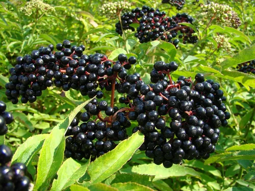 Vista 4 de Semillas de Gaea's Blessing - Semillas de saúco - Saúco negro americano tradicional - Semillas sin transgénicos con instrucciones de plantación