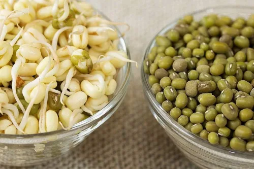 Vista 3 de Marca "COOL BEANS n SPROUTS", semillas de frijol mungo para germinar microverduras, 2 onzas, un superalimento lleno de antioxidantes y nutrientes
