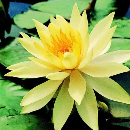 Vista 2 de Nymphaea Cena Amarillo Claro Resistente Lirio De Agua Rizoma Planta De Acuario Vivo BUY2GET1FREE
